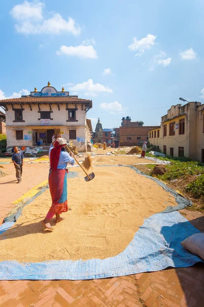 Nepali kvinna Farming spannmålsskörd Sun torkning — Stockfoto