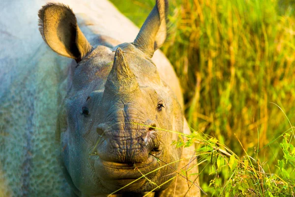 One Horned Indian Rhinoceros Face Closeup — Stock Photo, Image