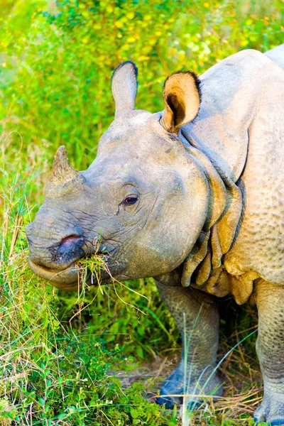 One Horned Indian Rhinoceros Head Eating Grass — Stock Photo, Image