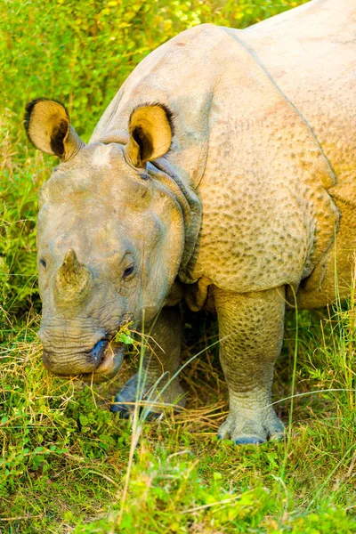 One Horned Indian Rhinoceros Lowered Head Eating — Stock Photo, Image