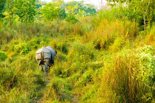 One Horned Indian Rhinoceros Rear End View Distant — Stock Photo, Image