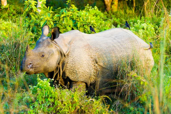 Um rinoceronte indiano com chifres Side Birds — Fotografia de Stock