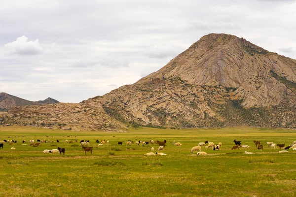 Chèvres Moutons Agneau Pâturage Mongolie Steppe — Photo