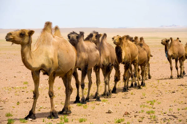Single File Bactrian Two Hump Camels Gobi Desert — Stock Photo, Image