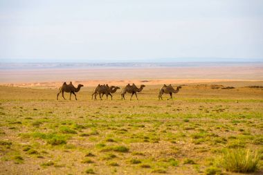 Sürü çift kambur kardır deve satır Gobi Çölü