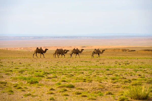 Herde doppelbucklige baktrische Kamele rudern in der Wüste Gobi Stockbild