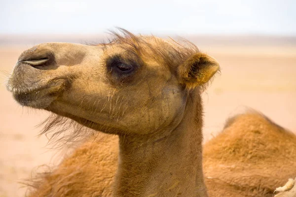 Closeup rosto peludo Bactrian Camel — Fotografia de Stock