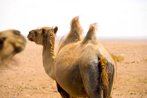 后方双峰双驼峰骆驼戈壁沙漠 — 图库照片