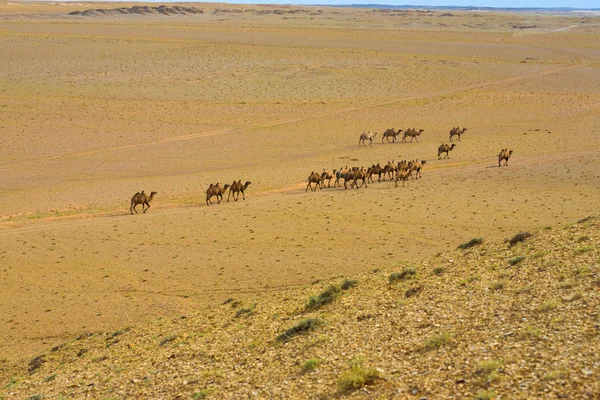 Poušť Gobi Double hrb baktrijské velbloudy vysoký úhel — Stock fotografie