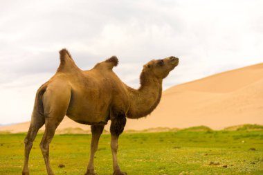 Khongor Els Sand Dune Flopping Bactrian deve kambur
