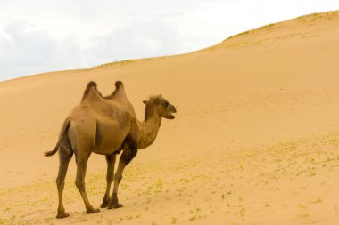 Khongor Els Bactrian Camel Walking Up Sand Dunes clipart