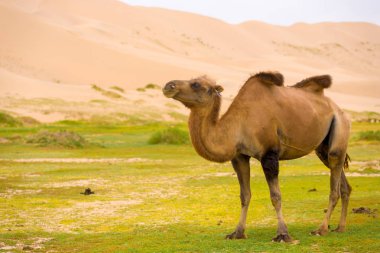 Khongor Els Sand Dune sarkma Bactrian deve kambur
