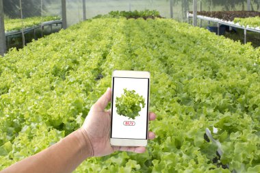 Çiftlik taze sebze satın almak için smartphone tutan el.