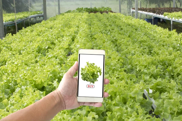 Mano sosteniendo el teléfono inteligente para comprar verduras frescas de la granja . —  Fotos de Stock