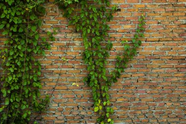 Parlayan bitki örtüsü eski tuğla duvar.