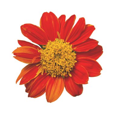 Zinnia violacea. Portakal çiçeği beyaz arka plan üzerinde izole. Thi