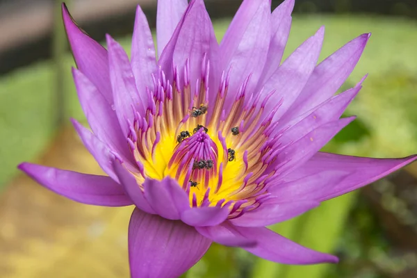 Gros plan fleur de lotus avec essaim d'abeilles — Photo