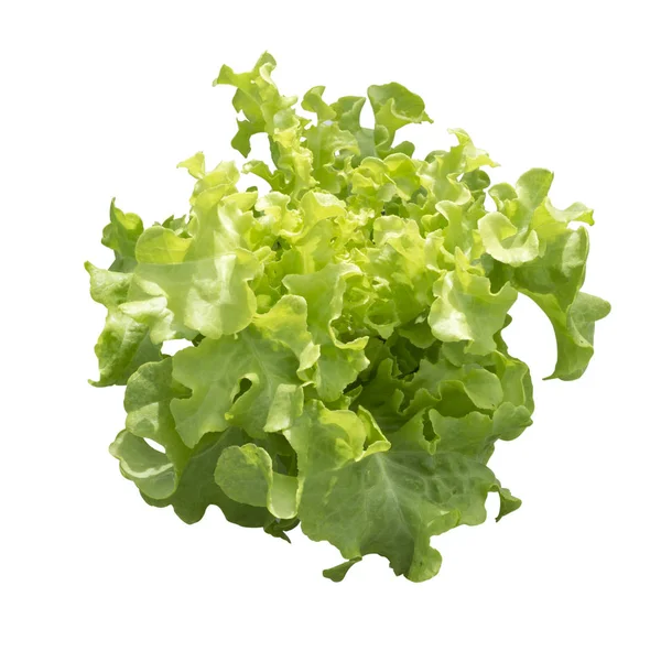 Green oak vegetable isolated. This has clipping path. — Stock Photo, Image