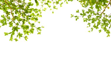 Yeşil ile boşaltmak izole bırakır. Terminalia Ivorensis Chev.