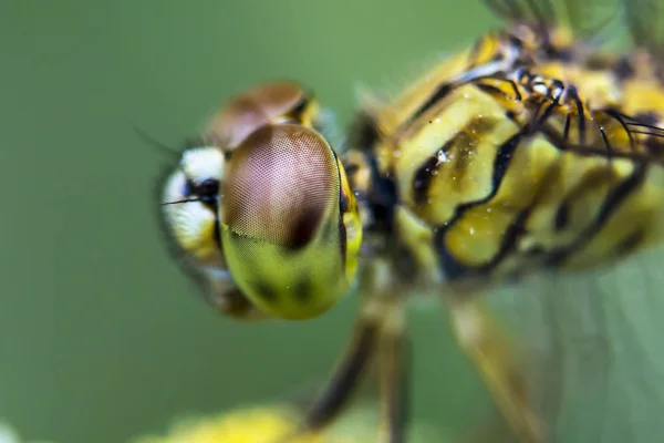 Yusufçuk gözler. Makro fotoğrafçılık.