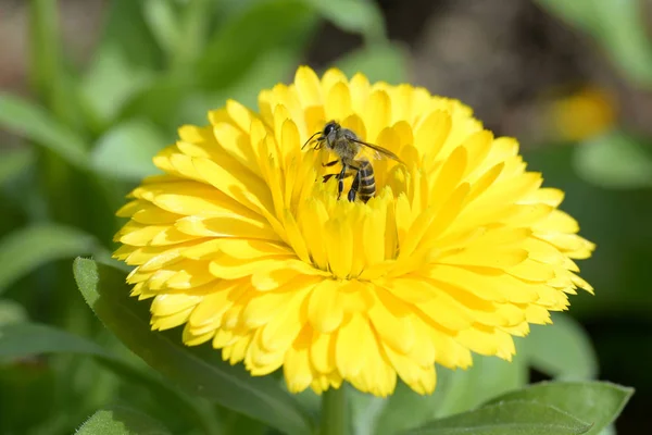 Petite abeille et fleur jaune. — Photo