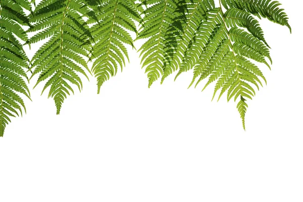 Fern dalları izole aşağı asılı. Bu kırpma yolu vardır.