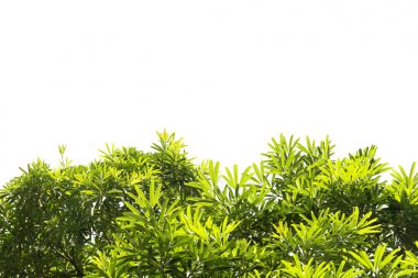 yeşil yapraklar izole.