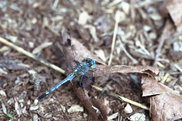 Soft focus on Blue dragonfly and dry leaf on the ground.