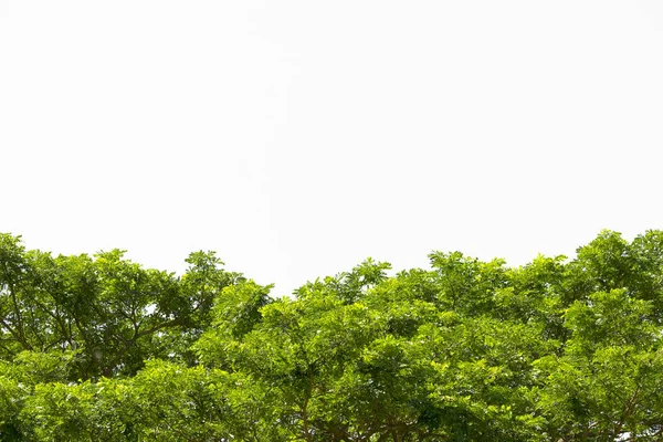 yeşil yapraklar izole.