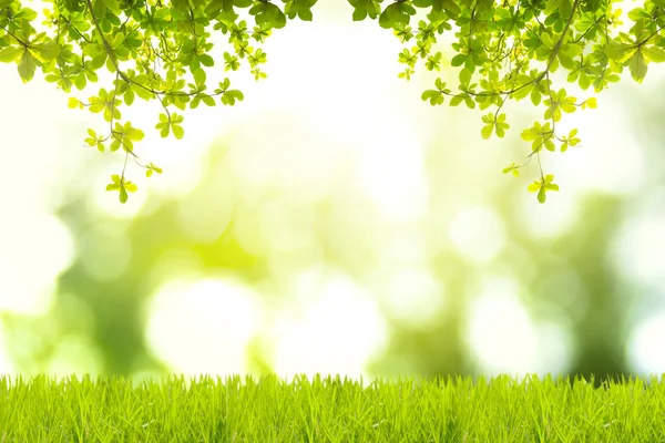 Yeşil arka planlar. Bengal badem. Hint badem. Deniz badem