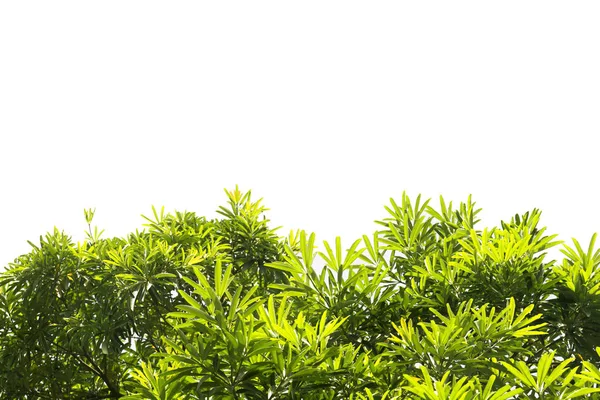 yeşil yapraklar izole.