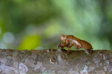 Ağustos böcekleri Softshell ahşap gövde üzerinde.
