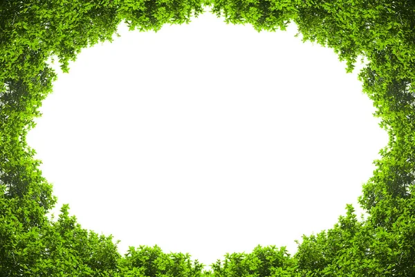 Folhas verdes isoladas com copyspace . — Fotografia de Stock