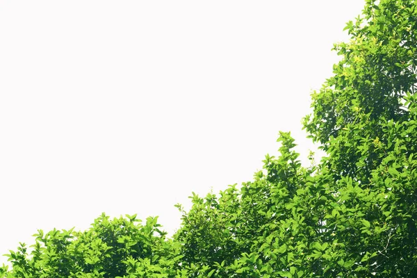 Yeşil izole bırakır. Vintage renk.