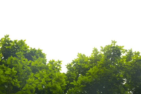 yeşil yapraklar izole.