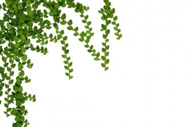 Yeşil izole üzerinde beyaz arka plan bırakır. Bunun kırpma pat yok