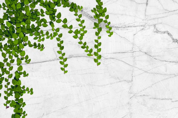 Yeşil yaprakları beyaz mermer duvar kapağında. Vintage renk.
