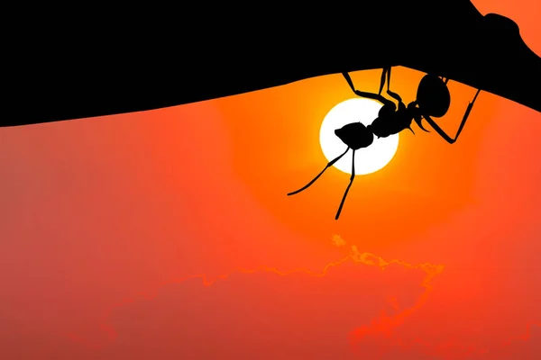 Silhouettenbild. Ameise hängt am Blatt. — Stockfoto