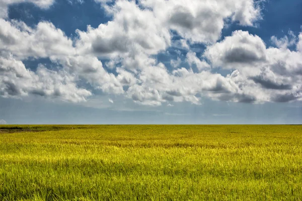 Pirinç tarlası ve mavi gökyüzü.