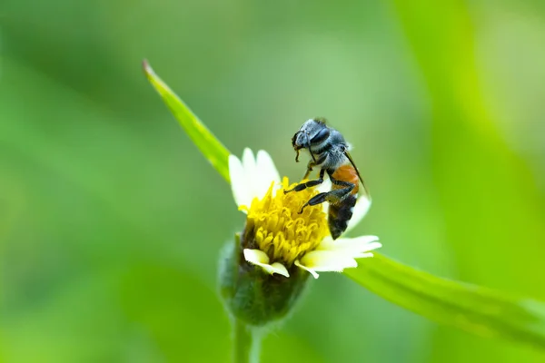 Petite abeille sur fleur d'herbe. Belle nature . — Photo