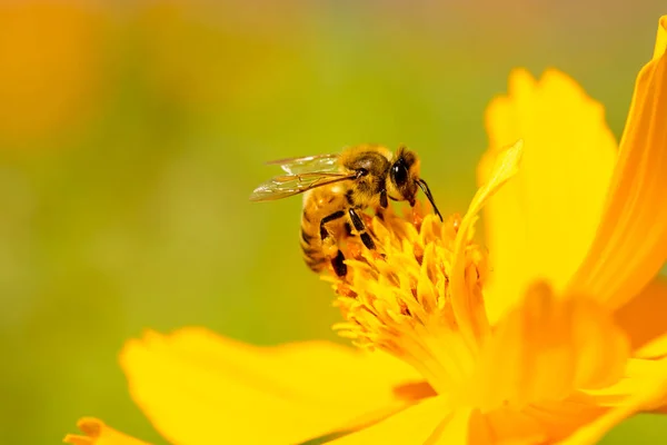 Belle nature avec abeille sur fleur de marguerite . — Photo