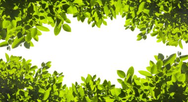 Yeşil izole üzerinde beyaz arka plan bırakır. Bunun kırpma pat yok