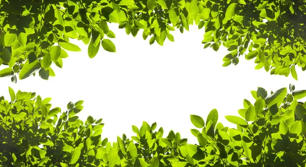 Zöld levelek a elszigetelt fehér háttér. Ez birtokol a nyírás pat — Stock Fotó