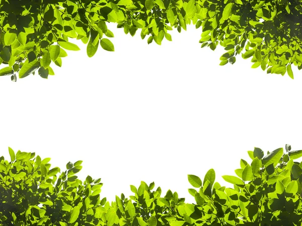 Yeşil izole üzerinde beyaz arka plan bırakır. Bunun kırpma pat yok