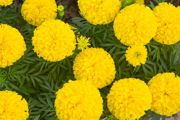 Цветущие желтые цветы (Marigold) в саду — стоковое фото