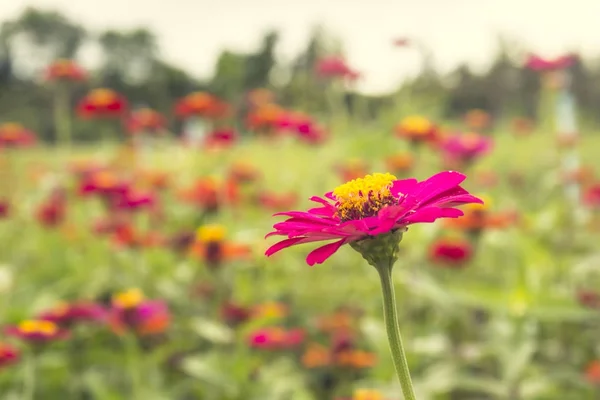 Belle fleur violette (zinnia elegans) dans le jardin . — Photo