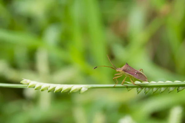 Ein kleiner Käfer (cletus trigonus)) — Stockfoto