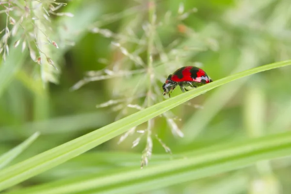 Red beetle (Ladybird beetles)