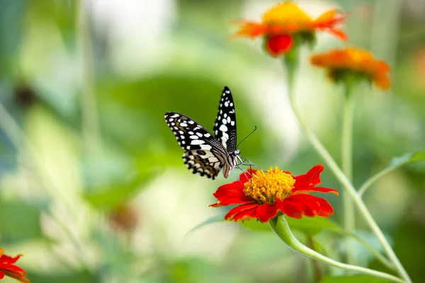 Kireç kelebek (Papilio demoleus malayanus)