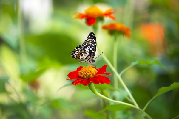 Летучая мышь (Papilio demoleus malayanus) ) — стоковое фото